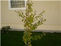 gingko
